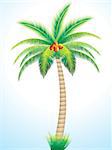 detailed palm tree with coconut vector illustration