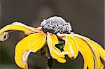 An image of an autumn icy flower