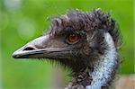 Emu bird with a green background