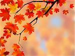 highly detailed image of autumn leaves very shallow focus