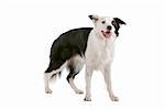 a border collie sheepdog isolated on a white background