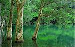 tree in water