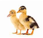 Two ducklings isolated on white