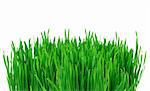 green grass isolated on white background