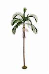 Palm tree isolated on white background