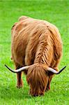 Eating Angus in a field in Sutherland, Scotland.