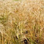 the Wheaten field  of the meadow.