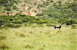 antelope kudu in savanna East Africa