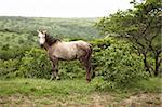 wild horse in savanna East Africa