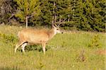 Male (Buck), Mule deer (odocoilus hemionus) in Yellowstone National Park