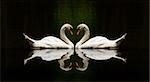 swan love reflection over a beautiful lake