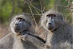 Two chacma baboons grooming each other in the Kruger Park, South Africa