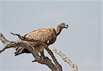 A white-backed vulture perched on a bare branch in the Greater Kruger Transfrontier Park, South Africa