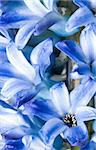 beautiful hyacinth, background texture, flowers