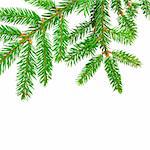 green banch of fir isolated on white