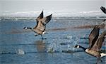 A group of Canada Geese (Branta canadensis) skim the surface of the water on an icy pond as they take off.