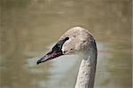 A close-up shot of a Trumpeter Swan in profile.