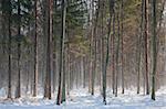 Young oak tree stand in winter with mist in morning sun over snow