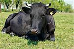 Black cow lying on green meadow