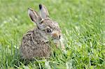 Small little hare sitting in the green grass