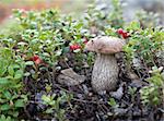 Mushroom in branch of the cowberry, red berries