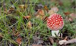 Poisonous red mushroom on background of the green herb