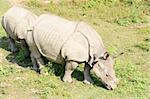 Closeup view of wild rhino in Nepal