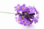 lavender flower on the white background