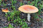 Two poisonous red mushroom in wood on background dry sheet