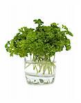 Green parsley in glass with water on white background