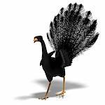 black fantasy bird with beautiful feathers. 3D rendering with clipping path and shadow over white