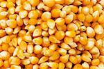 Bright corn kernels arranged as the background