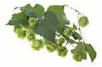 Detail of hop cone and leaves on white background