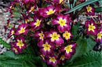 primrose primula in blossom. close-up