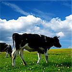 cow on green dandelion field under blue sky