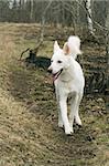 White dog running on a wood