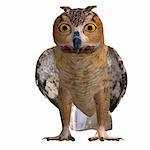 Barn Owl Bird. 3D rendering with clipping path and shadow over white