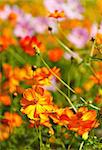 cosmos flower field