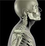 3D render of a male medical skeleton with a close up of the neck bones