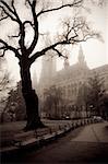 Tree in front of the city hall building of Vienna, Austria