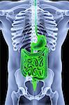 the human body by X-rays. intestine highlighted in green.