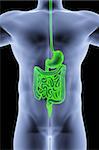 the human body by X-rays. intestine highlighted in green.