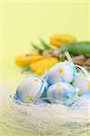 Blue Easter eggs and yellow tulips on a green background