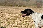 Black and white pointer hunting dog in full alertness