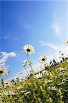 flower in summer under blue sky with copyspace