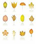 different kinds of tree leaf icons - vector icon set