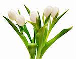 beautiful white tulips in vase