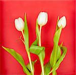 beautiful white tulips on red