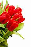 beautiful red tulips on white