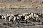 View of sheep in the highlands of Tibet